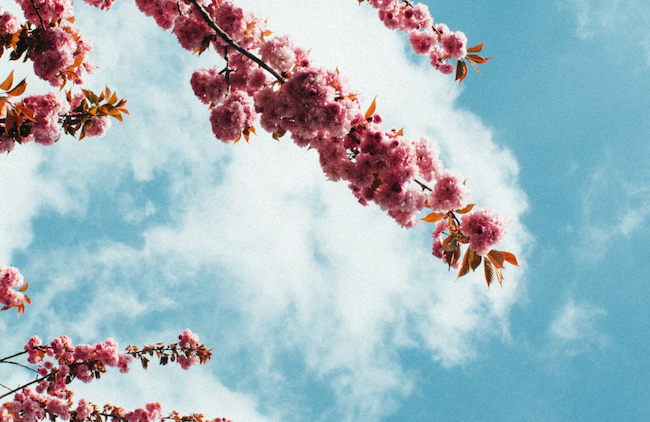 Photo of flowers by Timo Vijn Yji via Unsplash