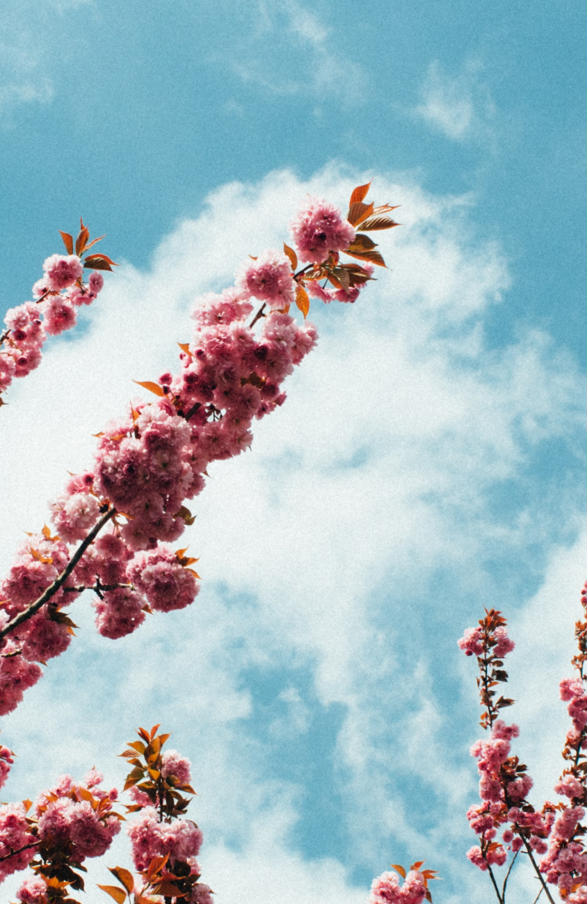 Photo of flowers by Timo Vijn Yji via Unsplash