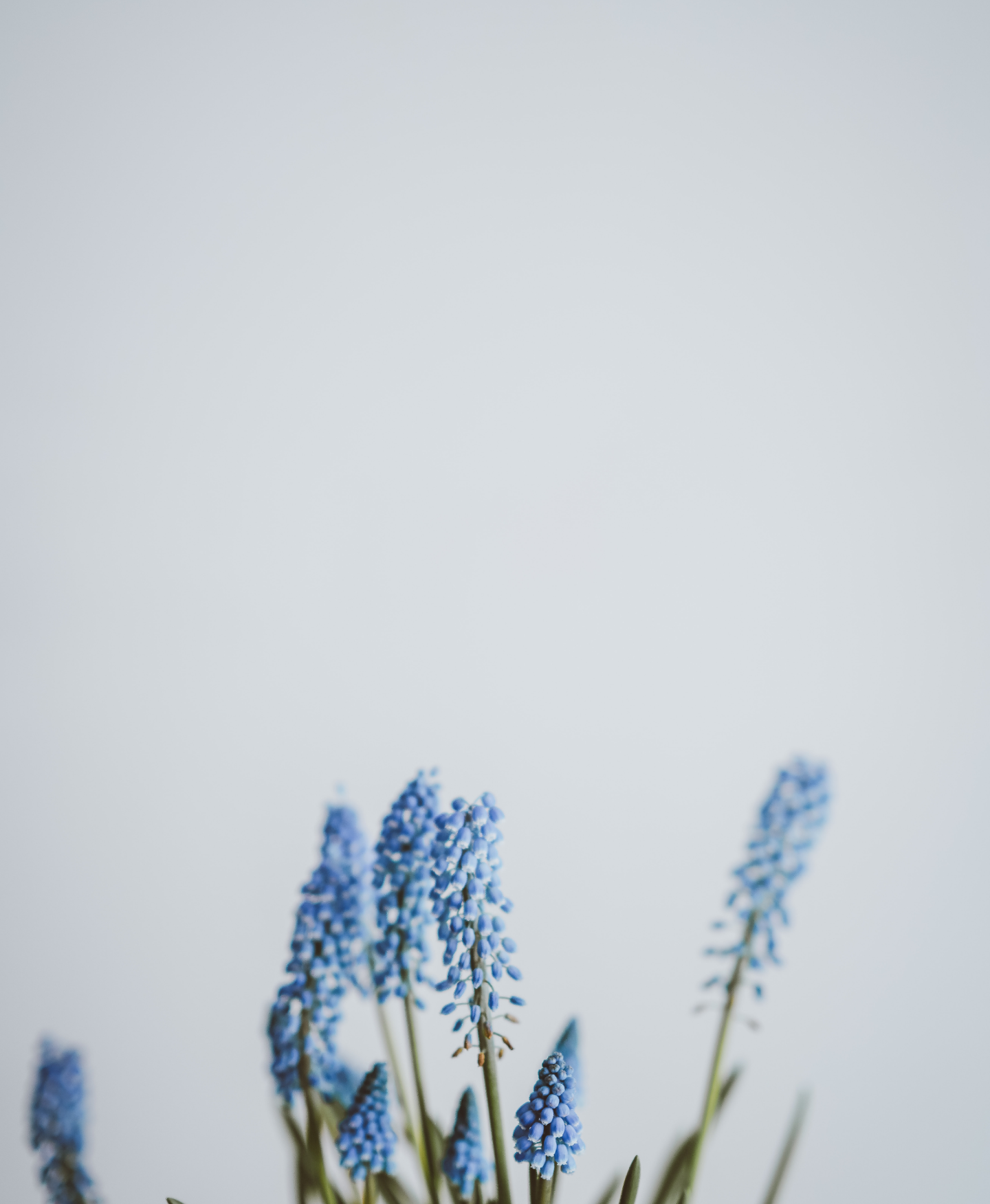 Photo of flowers by Annie Spratt via Unsplash